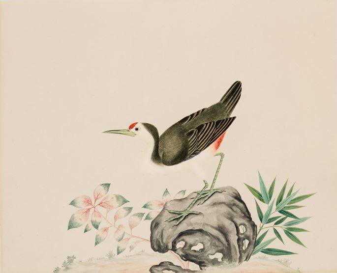 A Study of a White-breasted Waterhen, Amaurornis phoenicurus | MasterArt